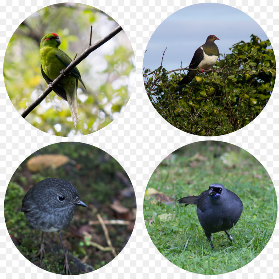Becco Di Uccello Alimentare La Fauna Selvatica - uccello di gruppo