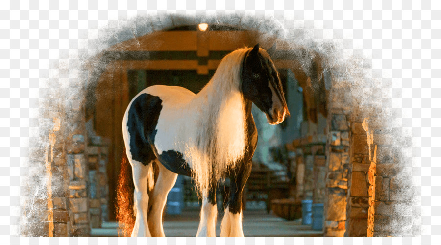 Mähne Mustang Hengst Stute Zaumzeug - Zigeuner Pferd