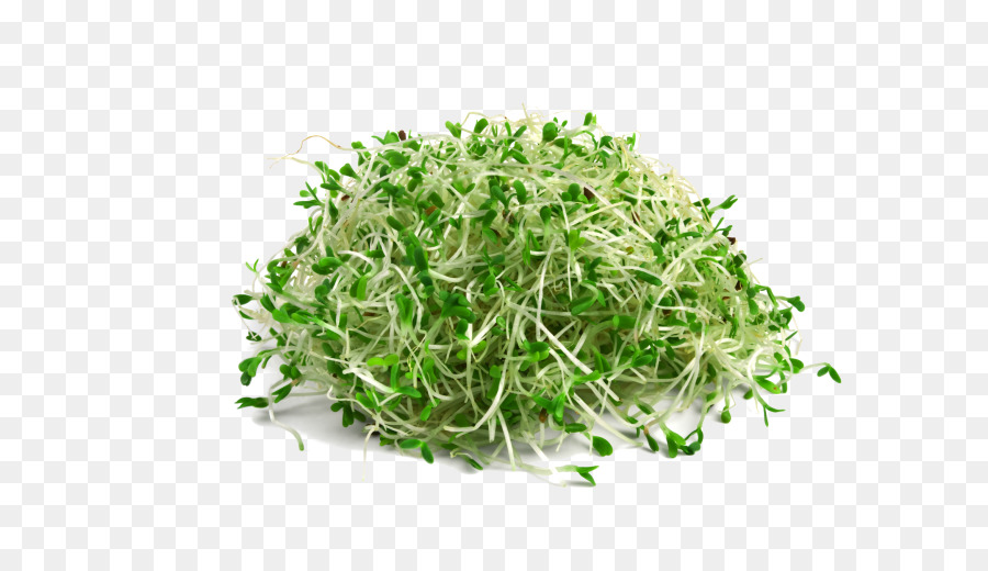 Spuntano Broccoli germogli di Semi di erba medica Microgreen - erba medica