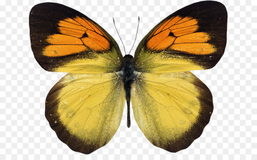 Натяжна stelya Ceiling Paper Photography - Flug der Schmetterlinge