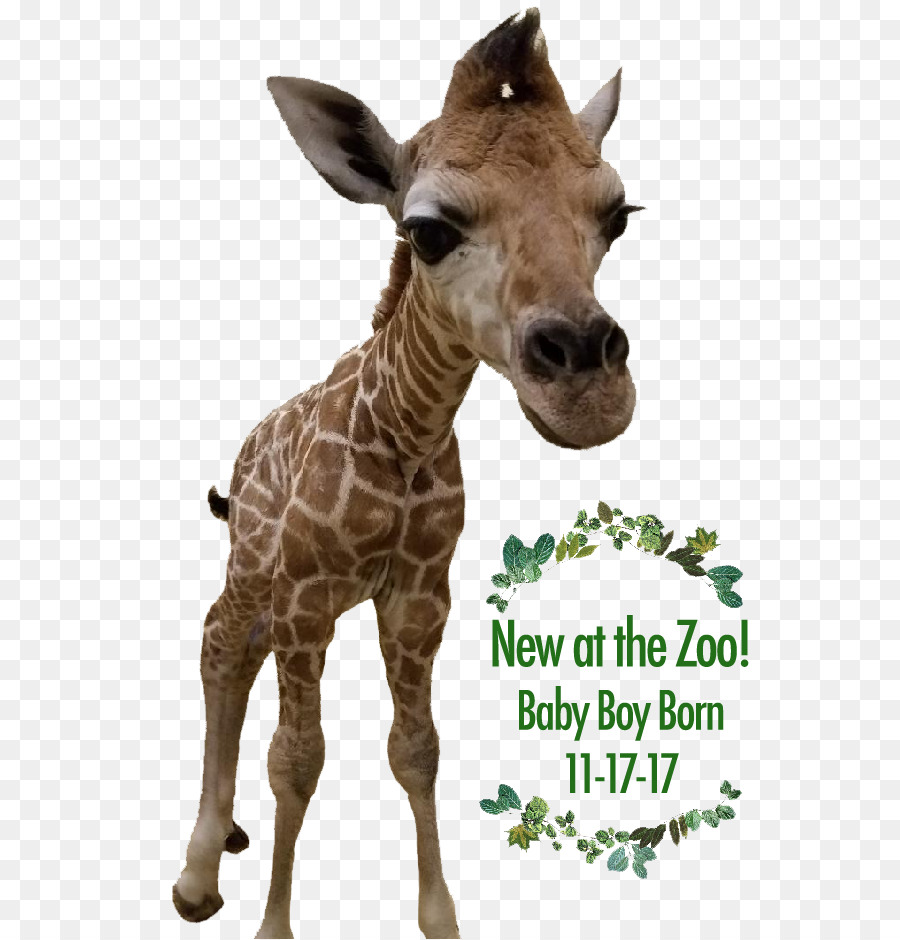 Con hươu cao cổ ewing Park Zoo mời đám Cưới Convite - park zoo