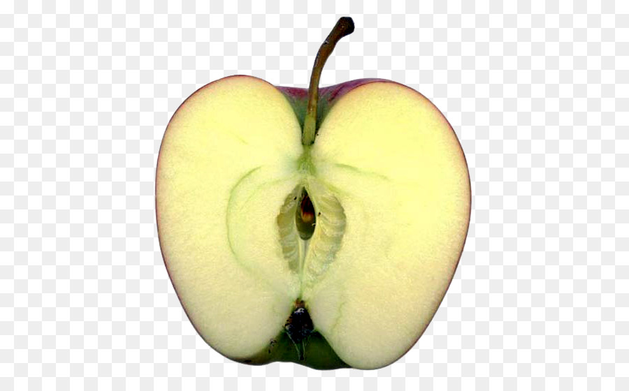 Vàng táo Vẽ dạng quả táo Bát của Hygieia - khoai tây