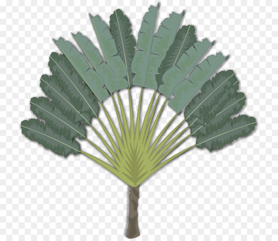 Arecaceae Máy tính Biểu tượng Clip nghệ thuật - những người khác
