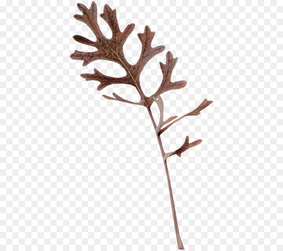 Zweig, Pflanze, Stamm-Blatt-Geweih - Blatt
