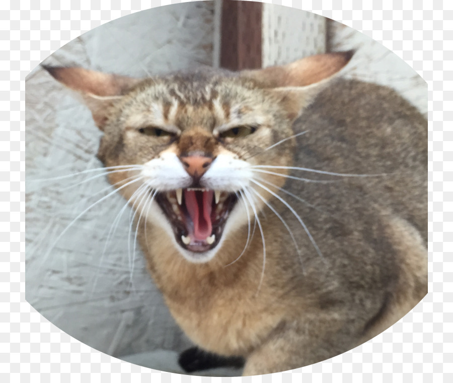 Râu mèo rừng trong Nước con mèo lông ngắn Bengal mèo Savannah mèo - con mèo