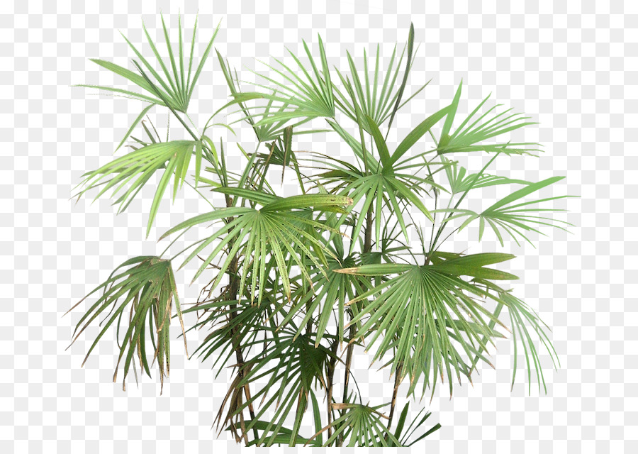 Rhapis coral Tree Rhapis multifida Palm - Baum