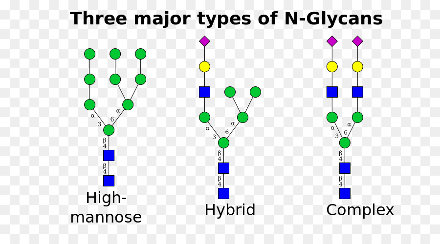 N-verknüpfte Glykosylierung Glycan Asparagin Mannose - andere