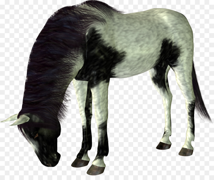 Mustang Ngựa Con Ngựa Colt - mustang