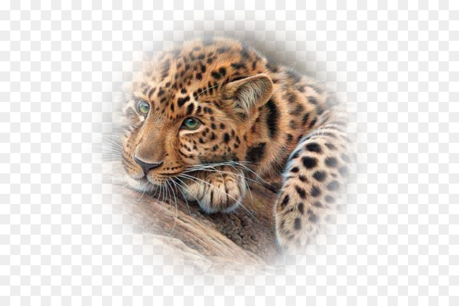 Jaguar, Tiger, Gepard, Bengalkatze Leopard - Jaguar