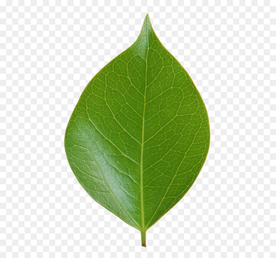 Blatt Grüne Pflanze, Stamm ping - Blatt