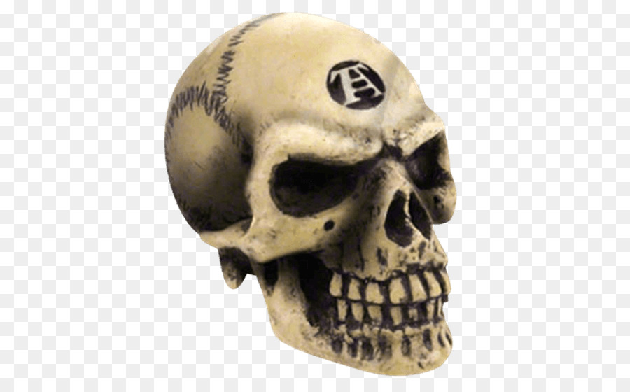Cranio, scheletro Umano Alchemy Gothic - cranio