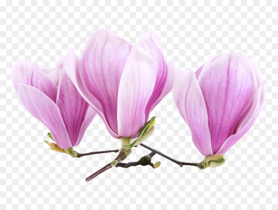 Magnolia Adesivo Fiore Pittura Murale - fiore