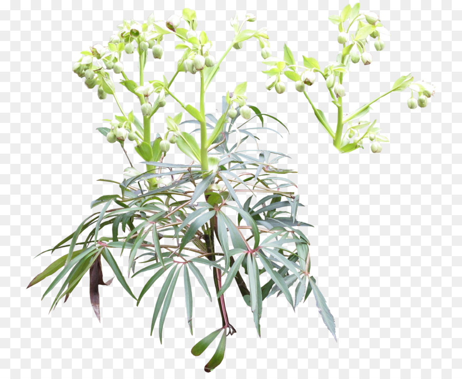 Kunst Nieswurz-Pflanze-Stiel Subshrub - Helleboreae