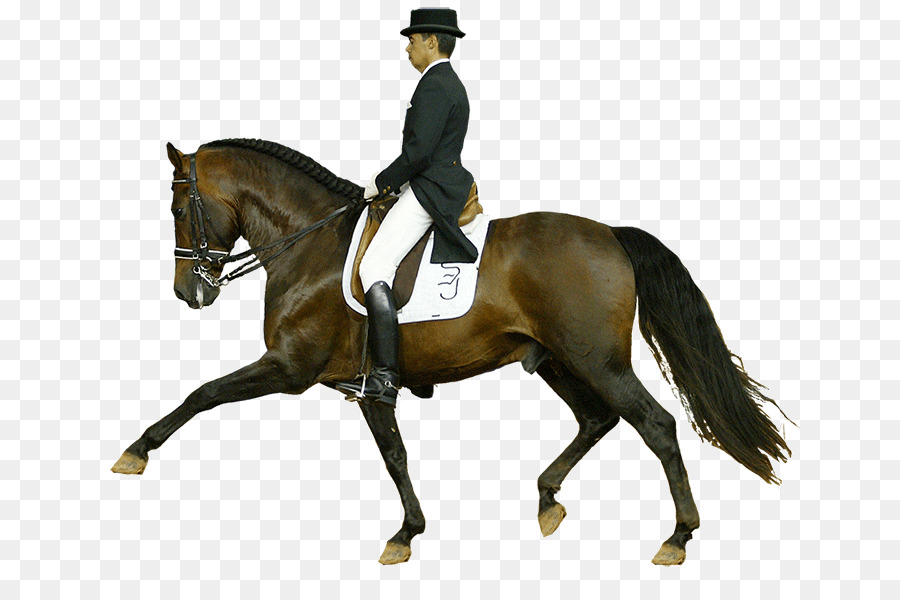 Caccia sella Dressage Stallone Sfogo cavallo Andaluso - cavalli