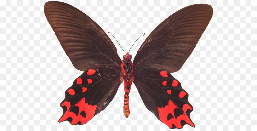 Schmetterling, Falter Atrophaneura semperi Losaria coon Geschenk - Schmetterling
