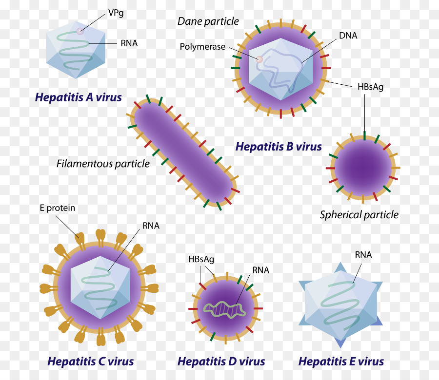 Virale hepatitis Hepatitis A Hepatitis C Virus - andere