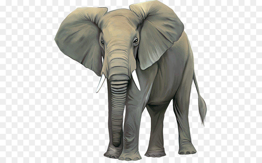 Elefante africano Elephantidae elefante Indiano di fotografia di Stock, Clip art - altri
