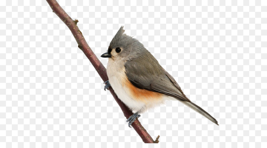Niedliche Vögel Common nightingale - Vogel