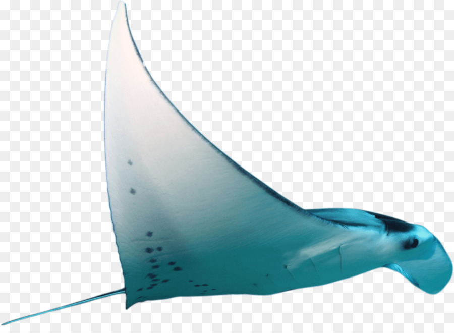 Shark Water Marine Biologie - Hai
