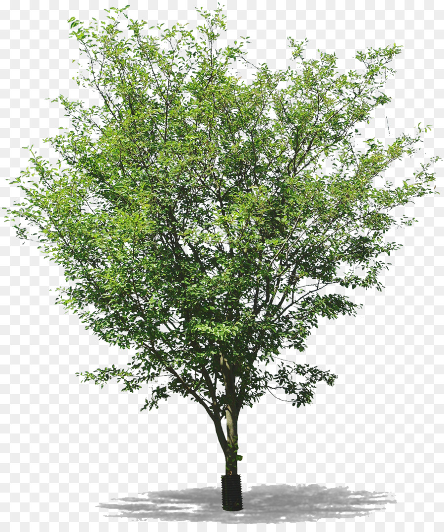 Un ramoscello di Albero di Populus nigra Populus setta. Aigeiros - albero