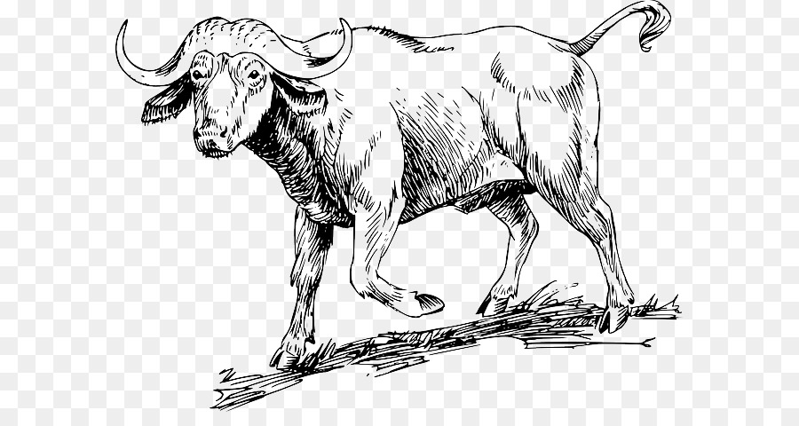 Di bue, bufalo d'Acqua bovini da carne di Toro Clip art - lungo il corno bovino