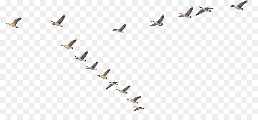 Bird migration-Unfall-Tier-migration Schriftart - Vogel