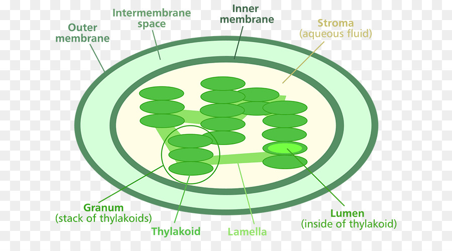 Clorofilla di un Cloroplasto Fotosintesi Diagramma - impianto