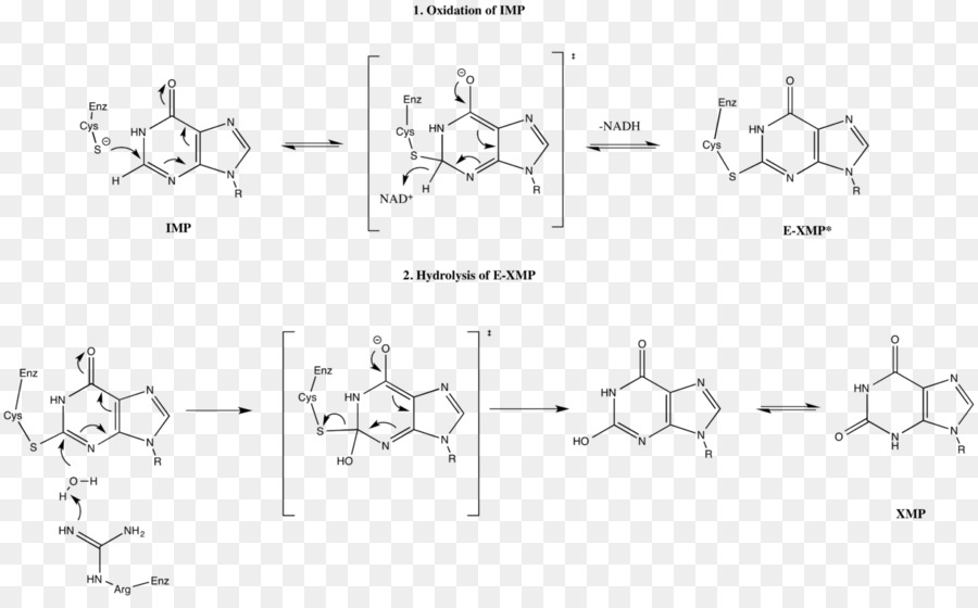 IMP deidrogenasi Inosinic acido Inosina /m/02csf - meccanismo