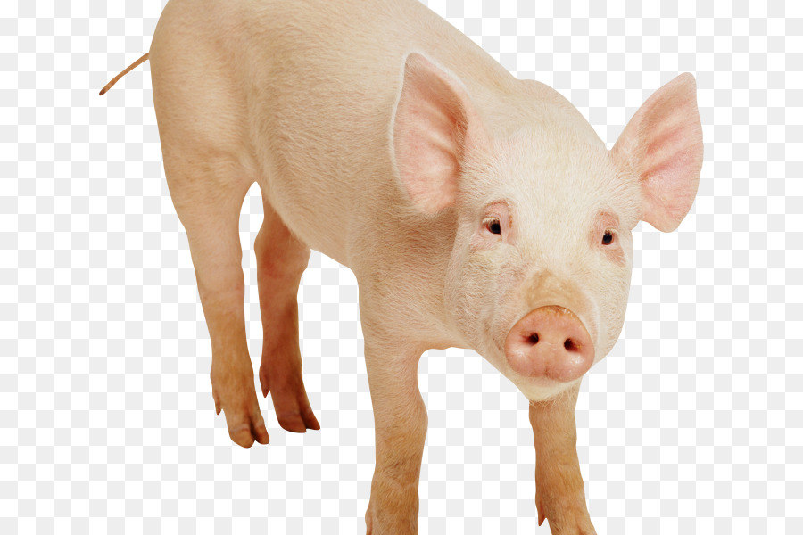 Hausschwein Clip art - Schwein Zeichnen