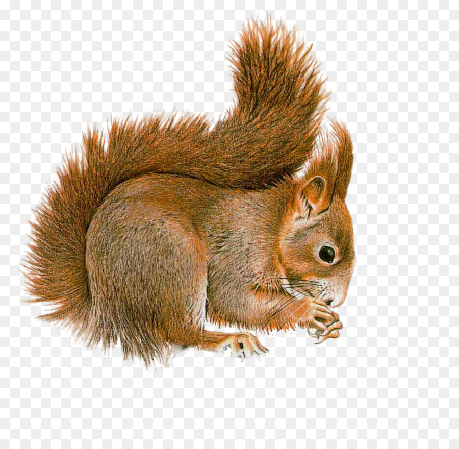 Albero scoiattolo scoiattolo Rosso Roditore Clip art - scoiattolo