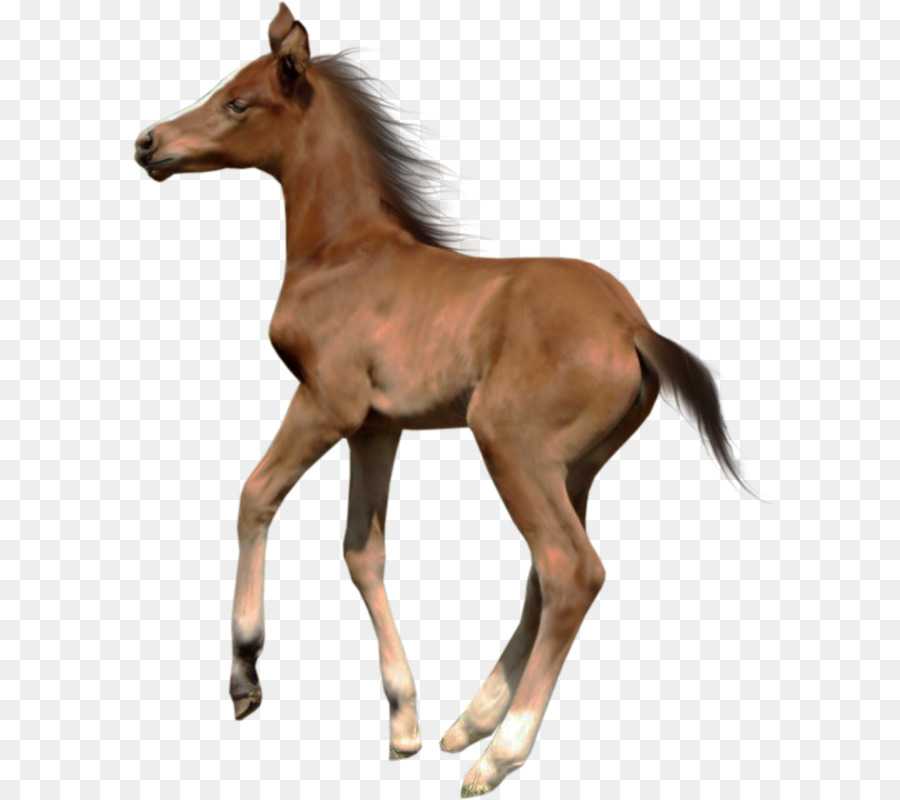Chú ngựa Loại cái gọi trong Nước động vật Clip nghệ thuật - Con ngựa
