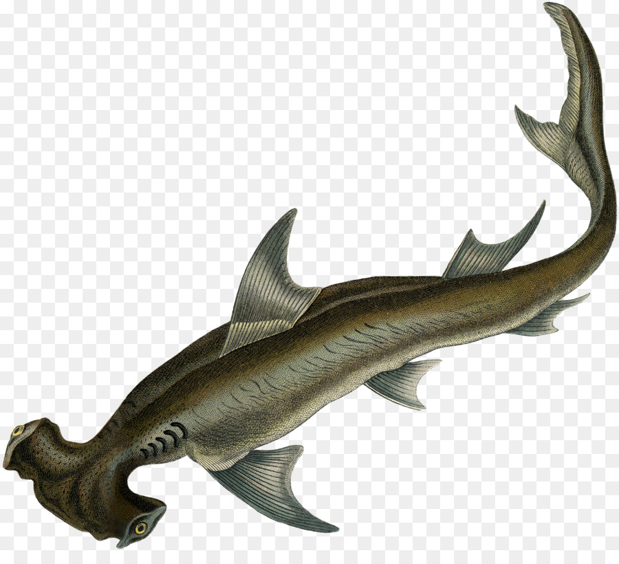 Requiem squali di acque Profonde creatura Squaliform squali - mare