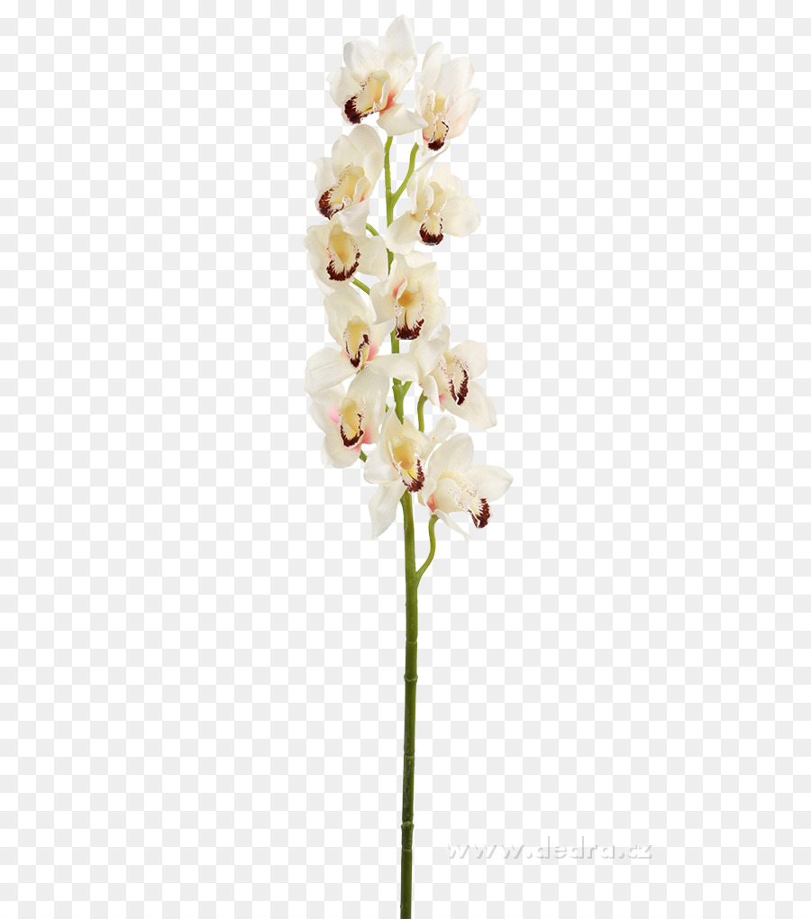 Moth Orchideen Schnittblumen Blumentopf - Blume