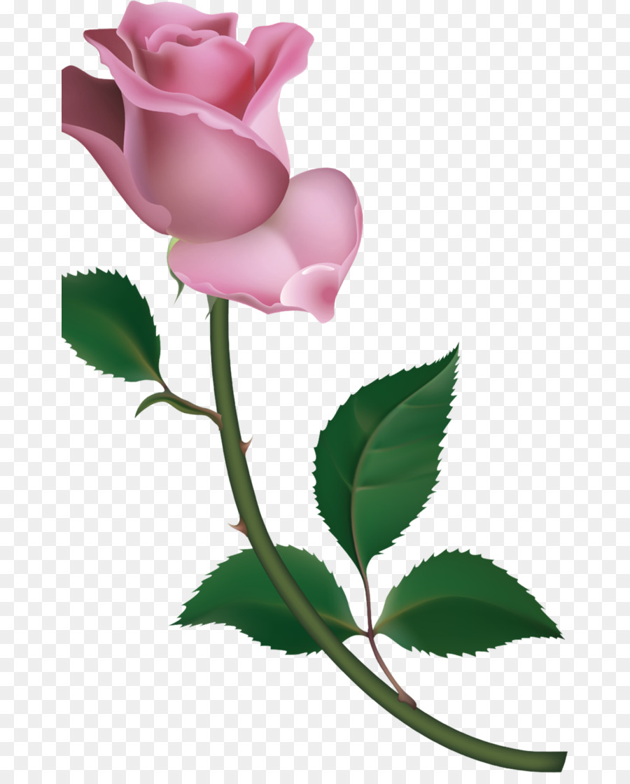 Hoa hồng trong vườn bắp Cải Cánh hoa hồng, Bud Clip nghệ thuật - rose da