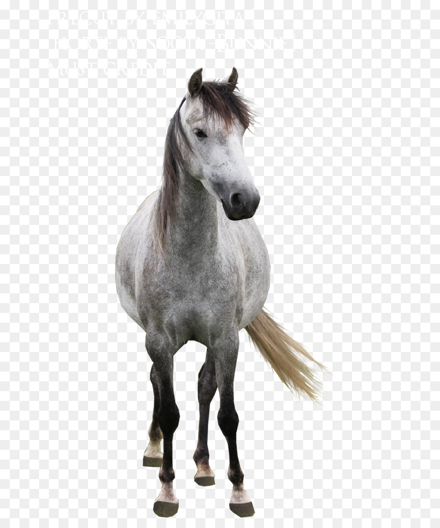 Arabisches Pferd mit Mähne Mustang Hengst andalusischen Pferd - Mustang
