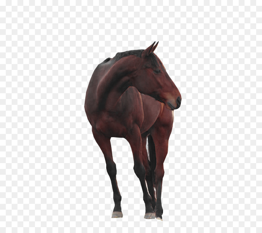 Mustang Pintabian American Paint Horse Disegno - mustang