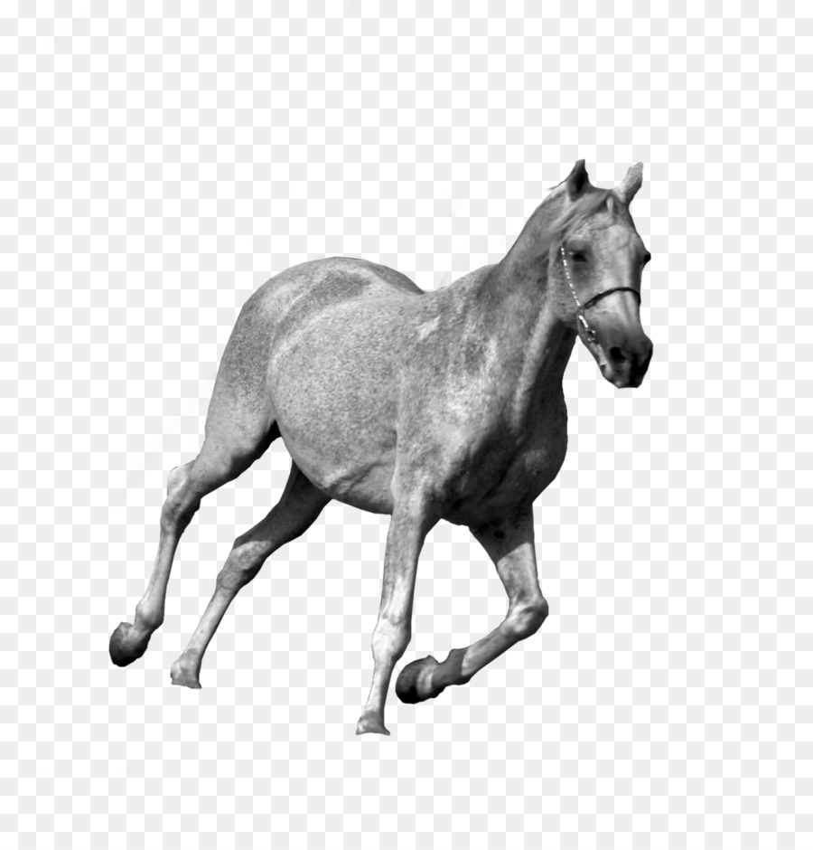 Chú Ngựa Mustang Con Ngựa Colt Pony - mustang