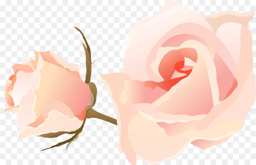 Hoa hồng trong vườn bắp Cải rose PowerPoint Doc - doc