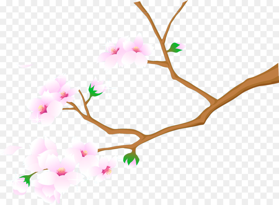 Cherry blossom Università - fiore di ciliegio