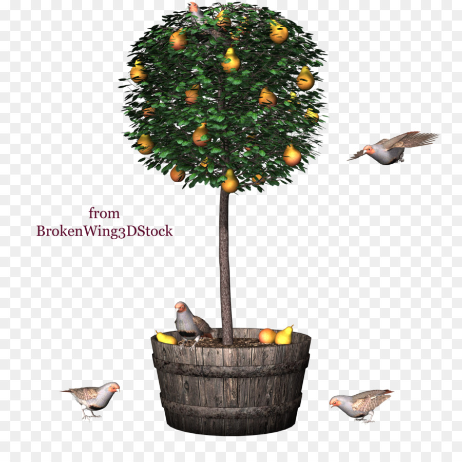 Albero di Kumquat Clip art - albero