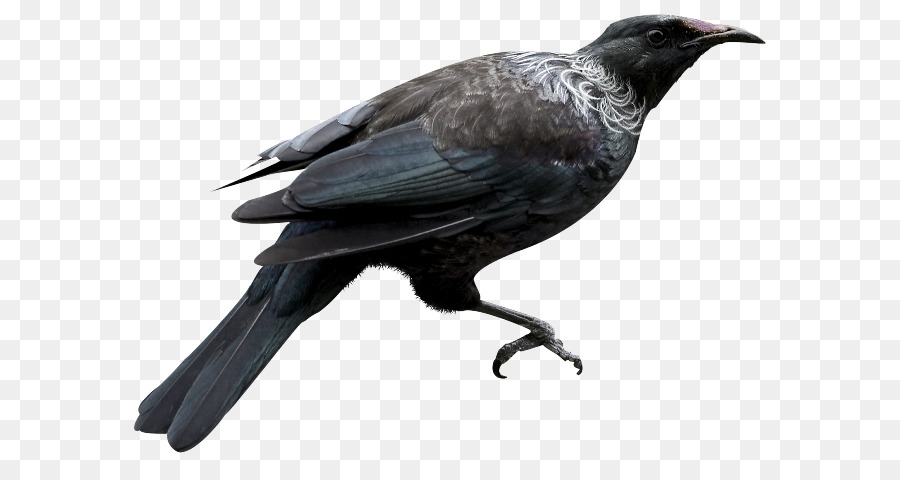 American corvo della Nuova Caledonia, corvo Uccello Torre del corvo imperiale - uccello