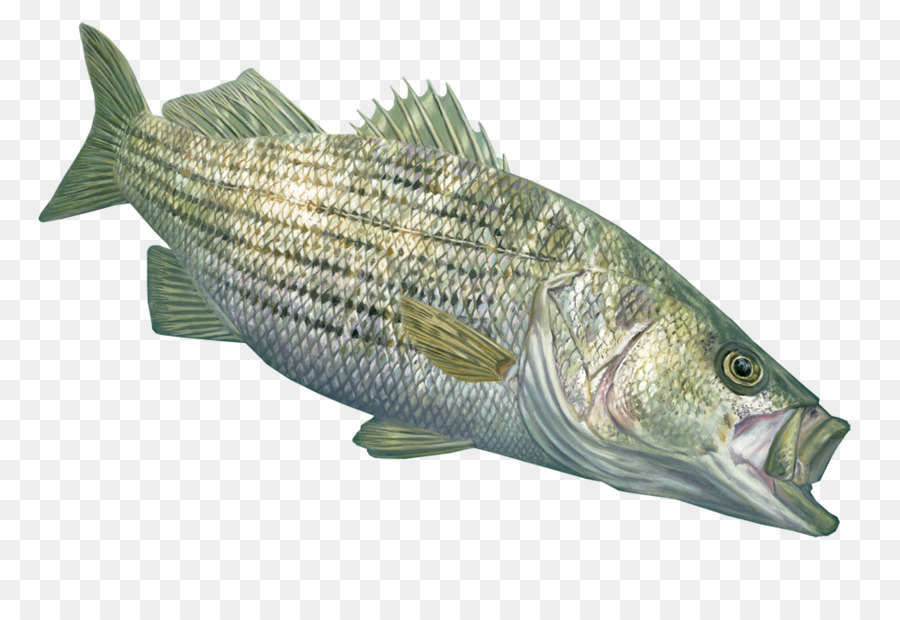 Tilapia Striped bass pesca Decalcomania - pesca