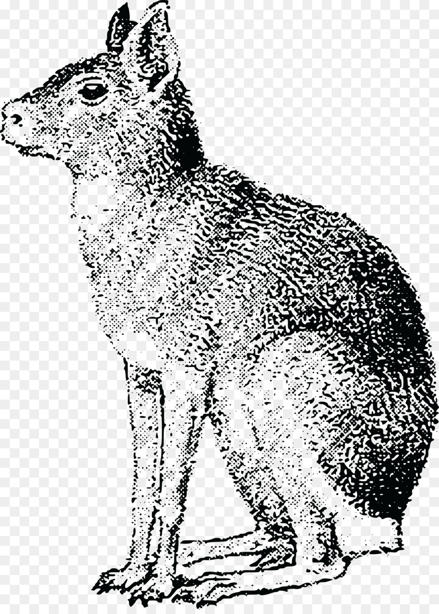 Đỏ fox sói Xám Coyote Hare Sao - sắn véc tơ
