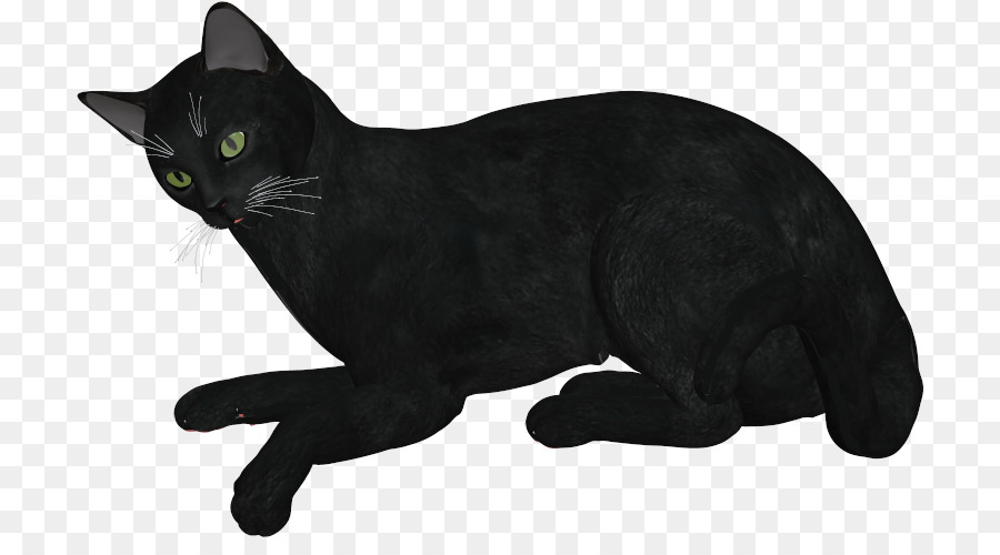 Schwarze Katze, Bombay Katze, Korat Inländische kurzhaarige Katze Schnurrhaare - andere