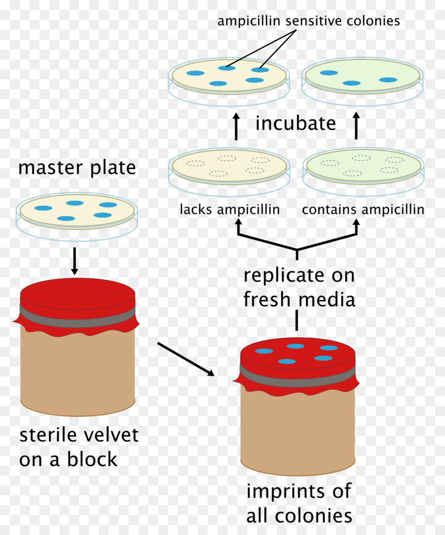 Replica plating coltura Microbiologica di Microrganismi, Batteri Posiew - altri