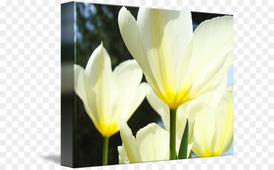 Tulip YouTube Blume Gelb - Tulip