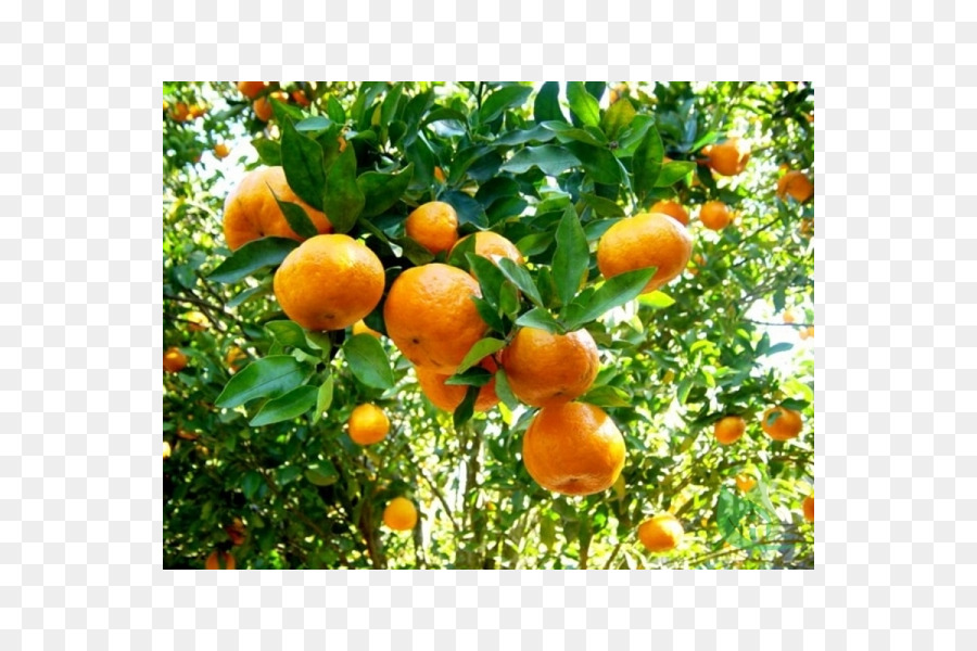 Mandarin orange, Bergamotte und orange Frucht Nahrung für Citrus × deliciosa - Gesundheit