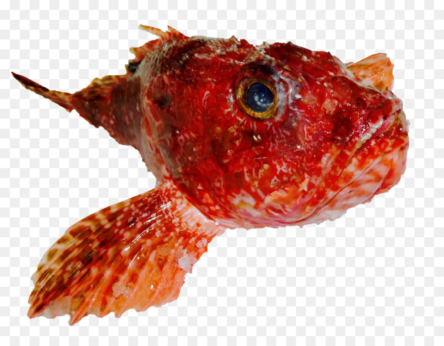 Pesce Cernia dentice Comune di triglia Sole - pesce