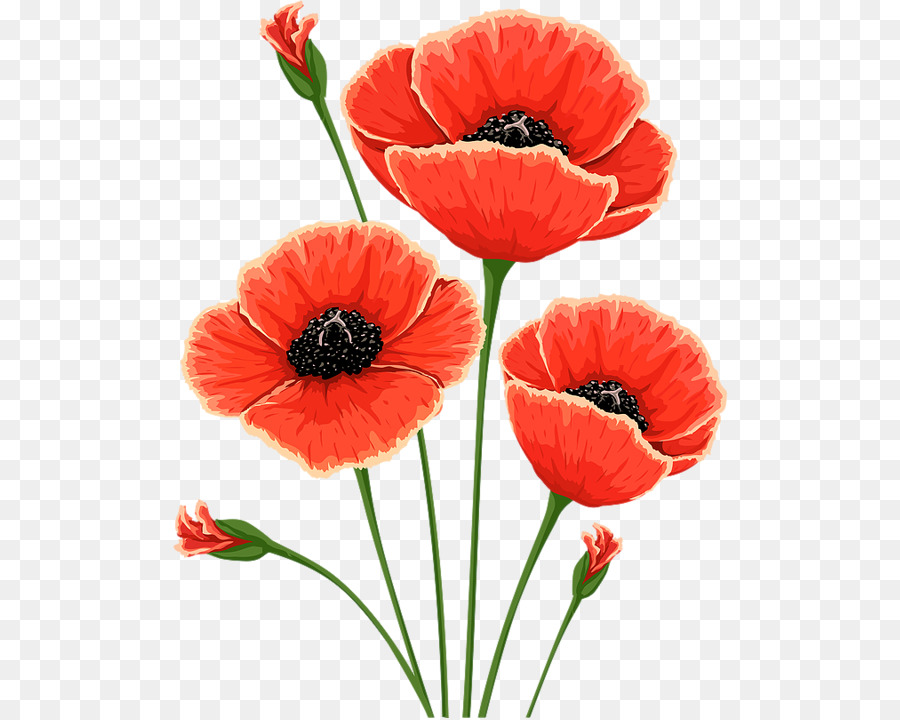 Common poppy Flower Remembrance poppy Mohn - Blume