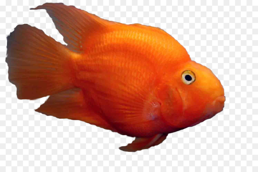 Con cá vàng Bể cá màu Xanh có màu đỏ Máu, con Vẹt Cá - cá